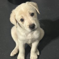 Photo of Marley 🐾🐶