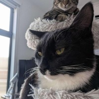 Photo of Max   In Foster Care In Reservoir