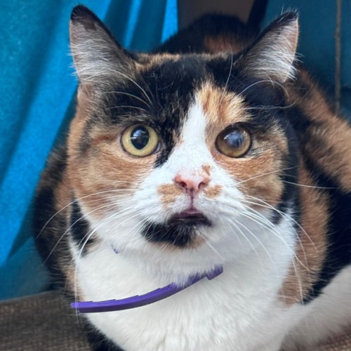 Spring  - Domestic Short Hair (DSH) Cat