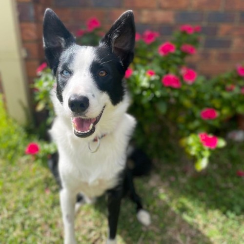 Buddy  - Border Collie Dog
