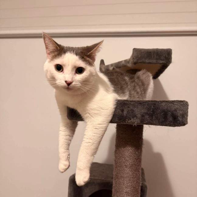 Photo of Ash 
