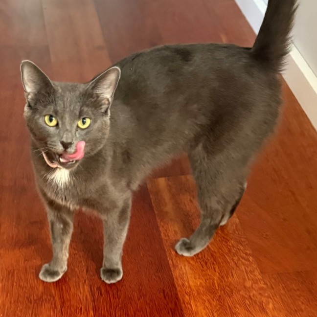 Photo of Mia 🌺🐾🌸