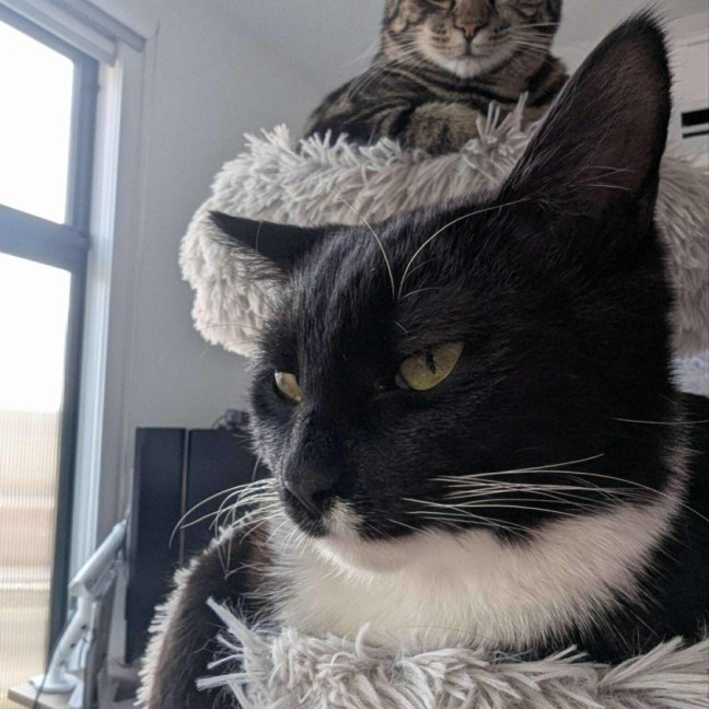 Photo of Max   In Foster Care In Reservoir