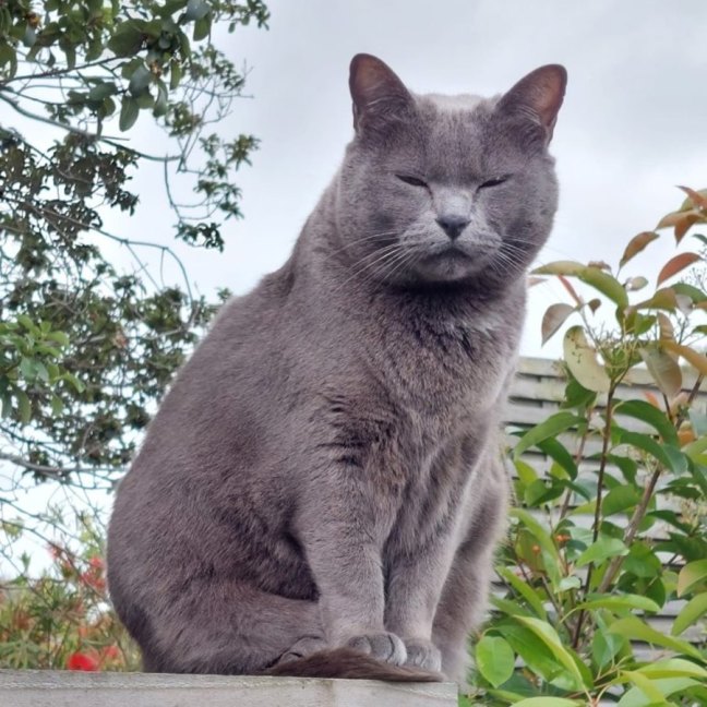 Photo of Charlie   Urgent   Foster Home Needed