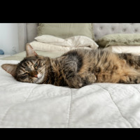 Photo of Poppy