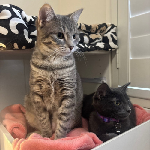 Lana & Lucy - Domestic Short Hair (DSH) Cat