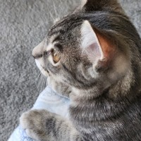 Photo of Jacob ^^Dandy Cat Rescue^^