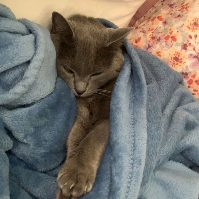 Photo of Charlie   Urgent   Foster Home Needed