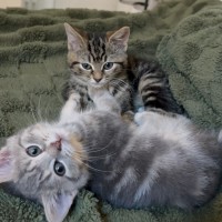 Photo of Pecan And Pistachio