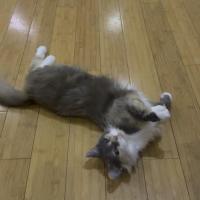 Photo of Tiramisu 😸