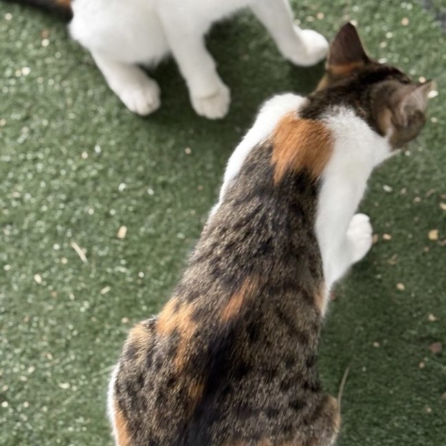Photo of Cashew (And Kitkat)
