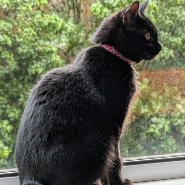 Photo of Alluka