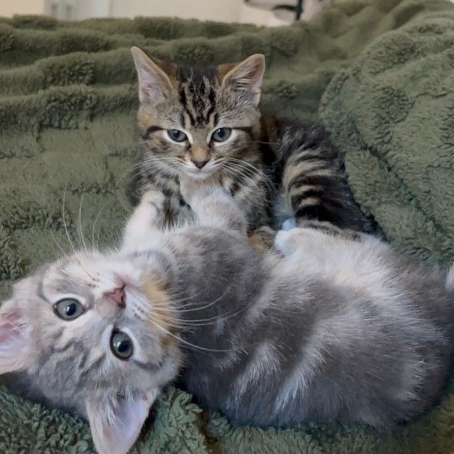 Photo of Pecan And Pistachio