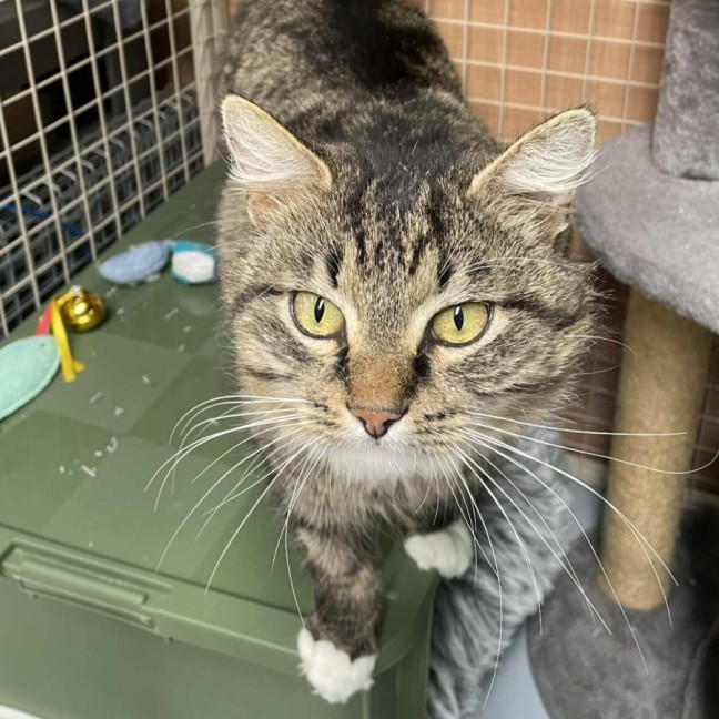 Photo of Merlin **2nd Chance Cat Rescue**