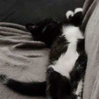 Photo of Nate ^^Dandy Cat Rescue^^