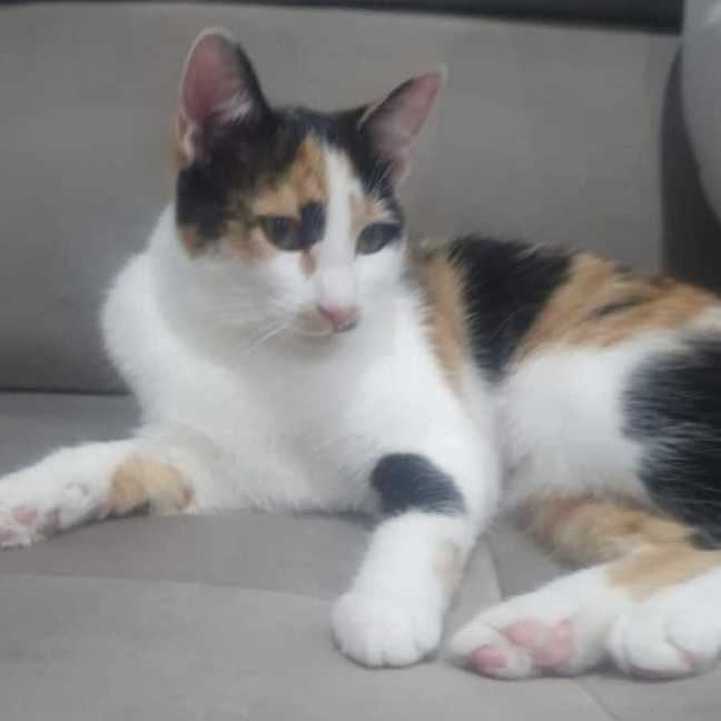 Photo of Mia Calico