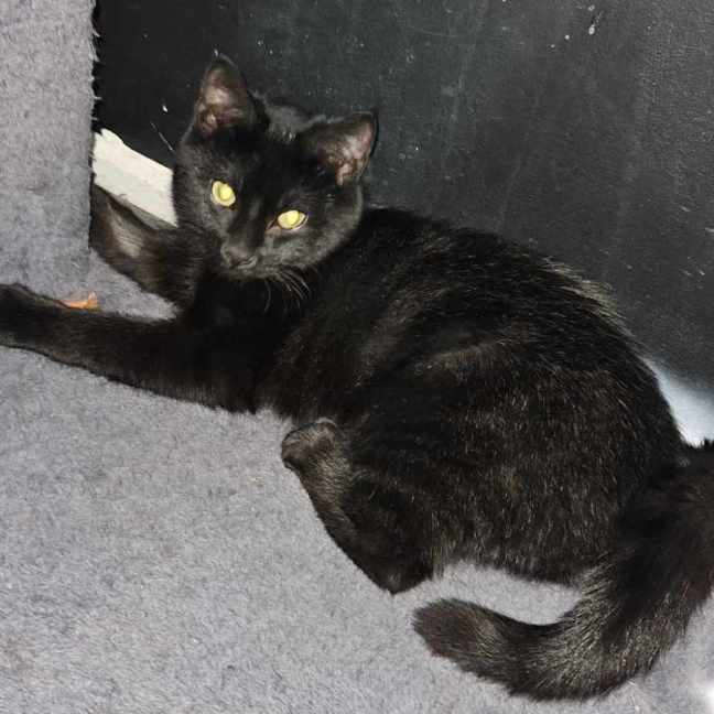 Photo of Damara **2nd Chance Cat Rescue**