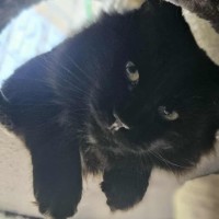 Photo of Onyx *9 Lives Project Rescue*