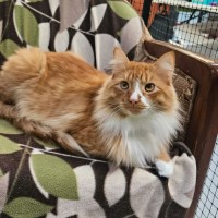 Photo of Foxy ** 2nd Chance Cat Rescue**