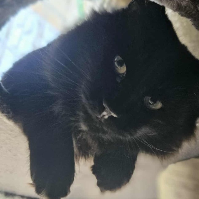 Photo of Onyx *9 Lives Project Rescue*