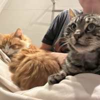 Photo of Simba And Samson 