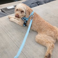 Photo of Pickles