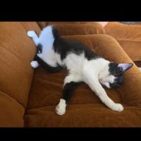 Photo of Poe *9 Lives Project Rescue*