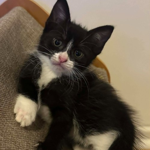 Narnia - Domestic Medium Hair (DMH) Cat