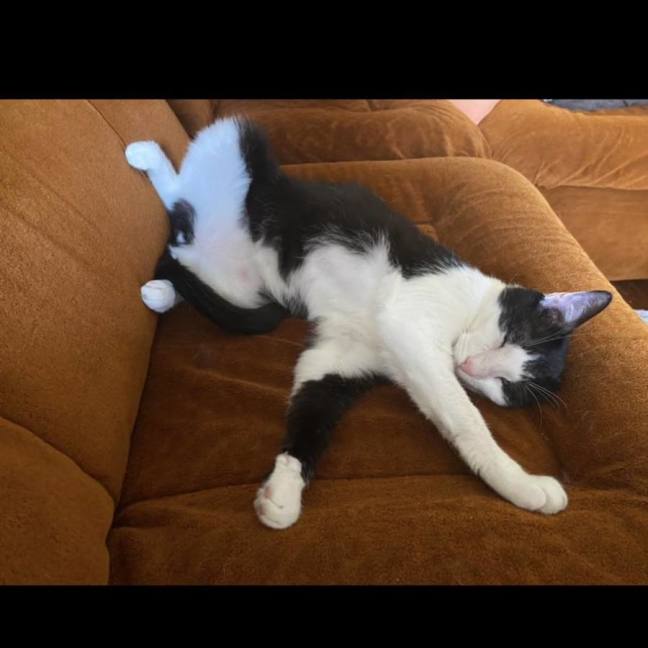 Photo of Poe *9 Lives Project Rescue*