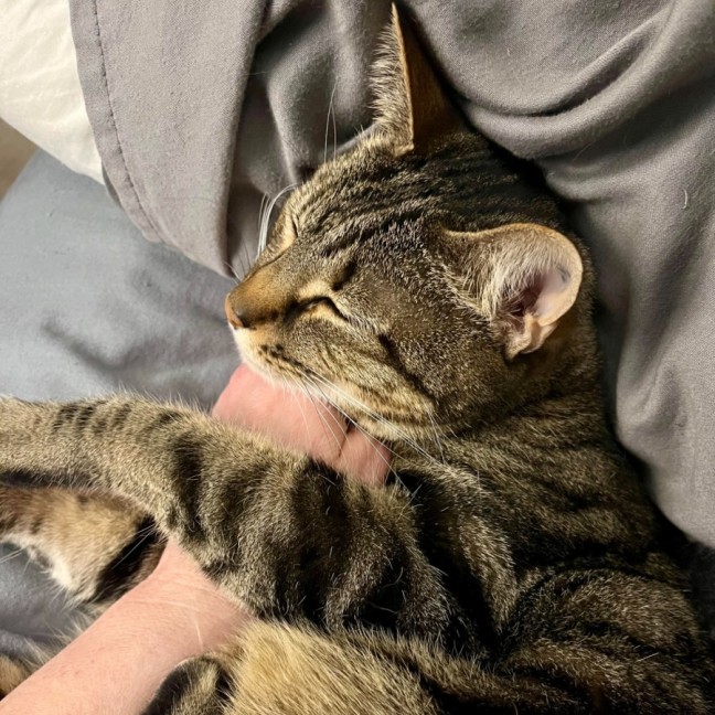 Photo of Frieda **2nd Chance Cat Rescue**