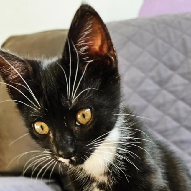 Photo of Bitsy ^^Dandy Cat Rescue^^