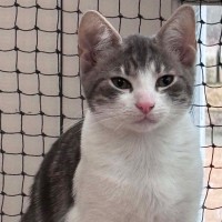 Photo of Puddles