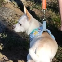 Photo of Chevy 🚗 Chihuahua X Dachshund (On Trial 13/6/25)