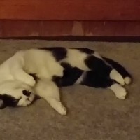 Photo of Charlee