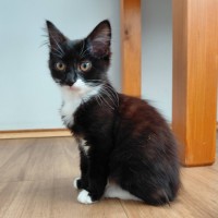 Photo of Sakari