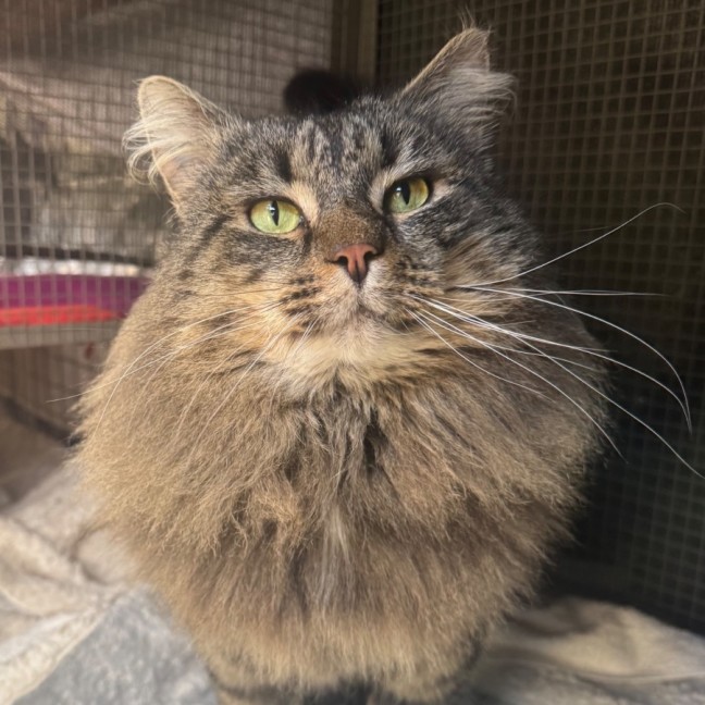 Photo of Wicket