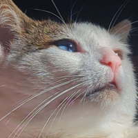 Photo of David Bowie 