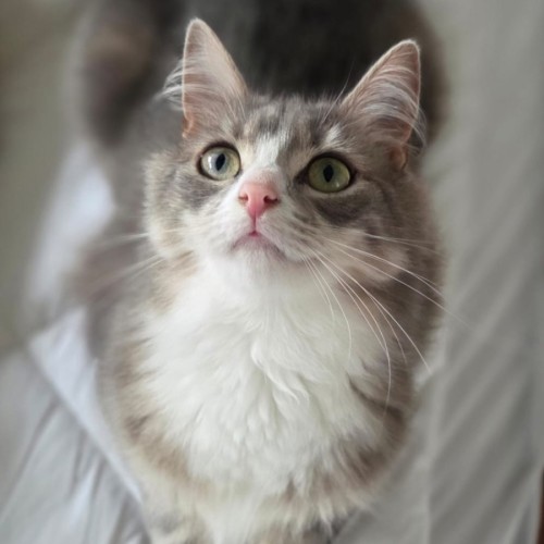 Sammi 🐾 - Domestic Medium Hair (DMH) Cat