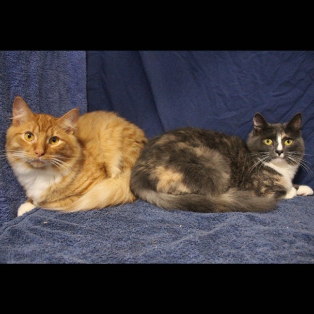 Photo of Cinder & Blaze