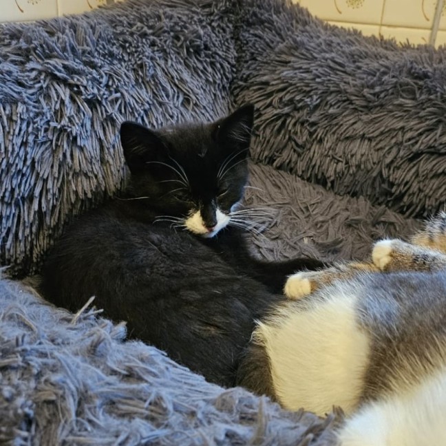 Photo of Zorro * 9 Lives Project Rescue*