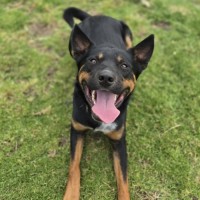 Photo of Amos (67570)