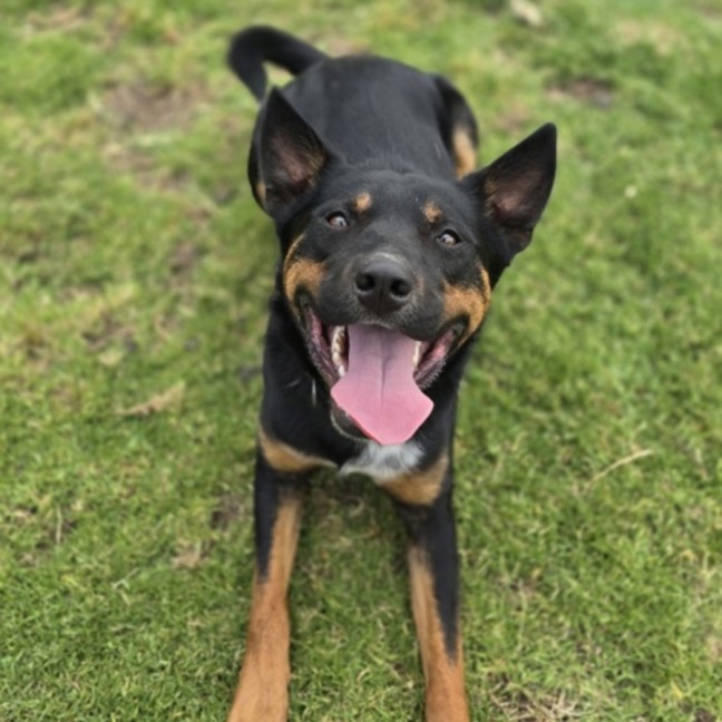 Photo of Amos (67570)