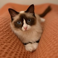 Photo of Mochi