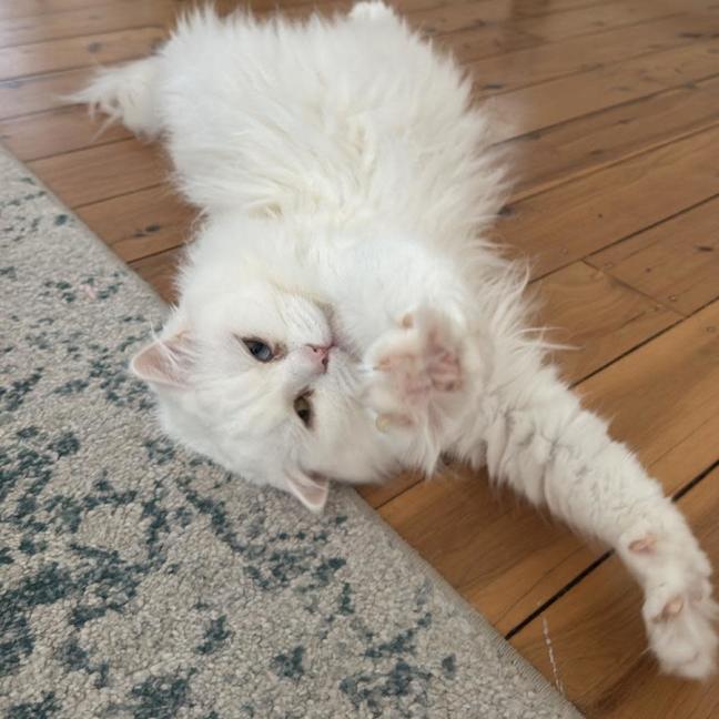 Photo of Lulu 💗