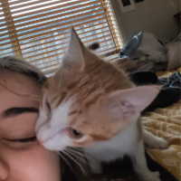 Photo of Mochi & Maple * 9 Lives Project Rescue*