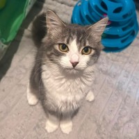 Photo of Renesmee   Meet Me @ Petstock Prahran 29/03