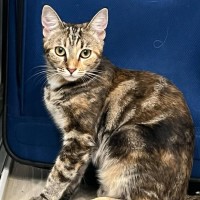 Photo of Willow