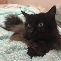 Photo of Minka