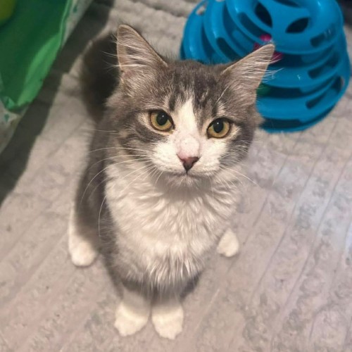 Renesmee - Meet me @ Petstock Prahran 29/03 - Domestic Medium Hair (DMH) Cat