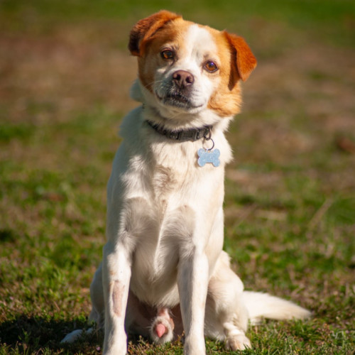 Milo - Jack Russell Terrier x Pug Dog